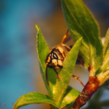 Solve Pest Pros Image